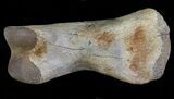Struthiomimus Toe Bone - Montana #66415-2